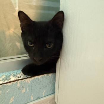 Beckham -  Domestic Short Hair Cat for Adoption in Long Beach, California - Beckham | PetCurious