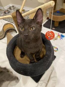 Domestic Short Hair Cats Available for Adoption - Kevin | PetCurious
