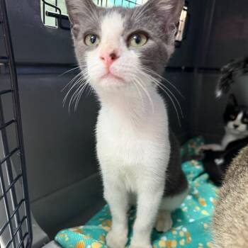 Hashbrown -  Domestic Short Hair Cat for Adoption in Starkville, Mississippi - Hashbrown | PetCurious