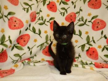 CHLOE -  Domestic Short Hair Cat for Adoption in San Jose, California - CHLOE | PetCurious