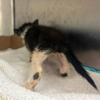 Tootsie -  Domestic Short Hair Cat for Adoption in Columbus, Georgia - Tootsie | PetCurious