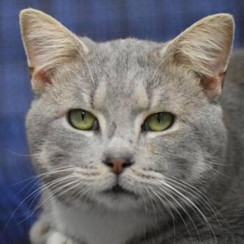 Domestic Short Hair Cats Available for Adoption - Justin | PetCurious