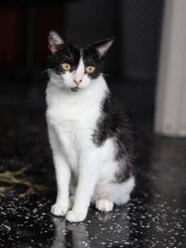 Jubilee -  Domestic Short Hair Cat for Adoption in Lewisburg, Tennessee - Jubilee | PetCurious