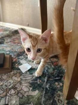 Boots -  Domestic Short Hair Cat for Adoption in Colorado Springs, Colorado - Boots | PetCurious