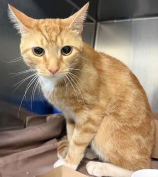 Butter Pecan -  Domestic Short Hair Cat for Adoption in West Chester, Pennsylvania - Butter Pecan | PetCurious
