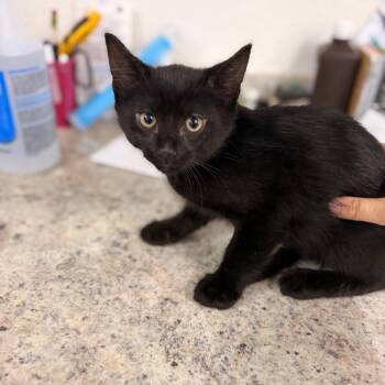 Charles -  Domestic Short Hair Cat for Adoption in Spokane, Washington - Charles | PetCurious