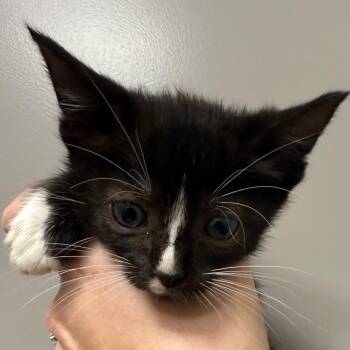 Pine -  Domestic Short Hair Cat for Adoption in Sand Springs, Oklahoma - Pine | PetCurious