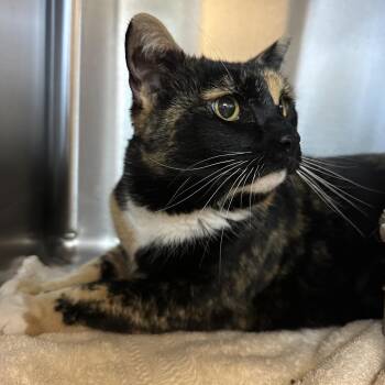 Skamp -  Domestic Short Hair Cat for Adoption in Glenwood Springs, Colorado - Skamp | PetCurious