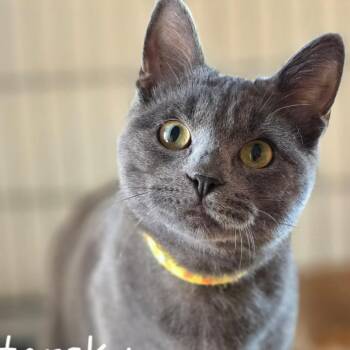 Russian Blue Cats Available for Adoption in Austin, Texas - Starsky | PetCurious