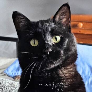 American Shorthair Cats Available for Adoption in Chicago, Illinois - Frank | PetCurious