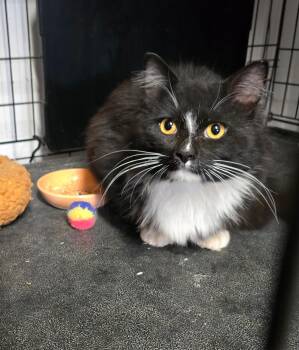 Domestic Long Hair Cats Available for Adoption in Buena Vista, Virginia - Sebastian | PetCurious