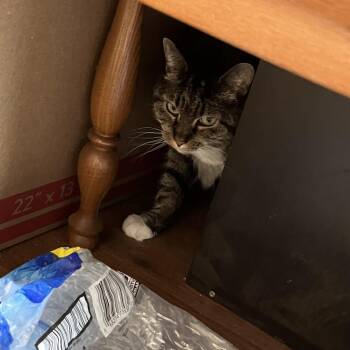 Domestic Short Hair Cats Available for Adoption in Asheville, North Carolina - Boots | PetCurious