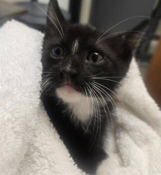 BLACKSEAL -  Domestic Short Hair Cat for Adoption in Auburn, California - BLACKSEAL | PetCurious