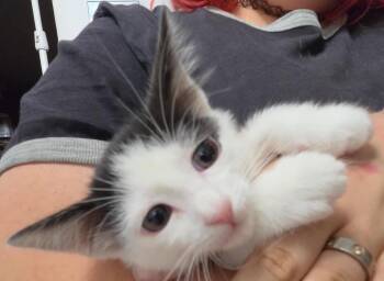 Sparrow -  Turkish Van and Domestic Medium Hair Cat for Adoption in Tehachapi, California - Sparrow | PetCurious