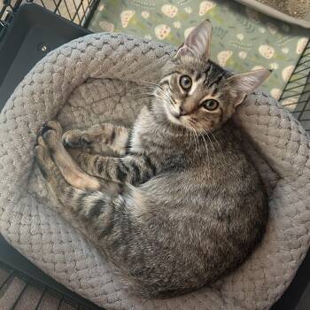 Clancy -  American Shorthair Cat for Adoption in Gainesville, Texas - Clancy | PetCurious
