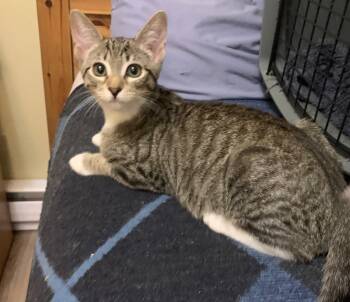 Peter -  Tabby Cat for Adoption in Burnaby, British Columbia - Peter | PetCurious
