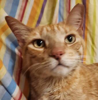 Bruce -  Tabby Cat for Adoption in Lansdowne, Pennsylvania - Bruce | PetCurious