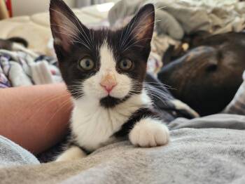 Domestic Short Hair Cats Available for Adoption in Wheaton, Illinois - Downy | PetCurious
