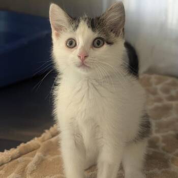 Jellybelly -  Domestic Short Hair Cat for Adoption in Fenton, Michigan - Jellybelly | PetCurious