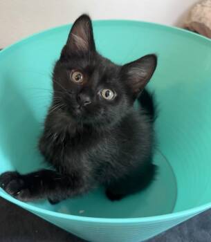Presley -  Domestic Short Hair Cat for Adoption in Mason City, Iowa - Presley | PetCurious