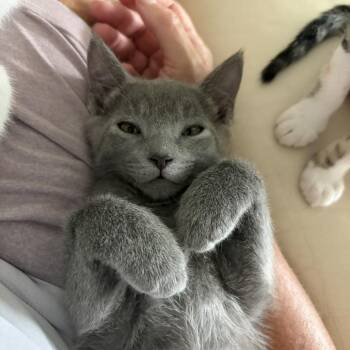 Mouse -  Domestic Short Hair Cat for Adoption in Sarasota, Florida - Mouse | PetCurious
