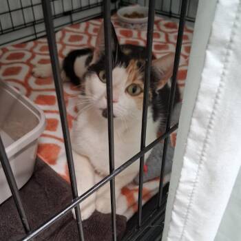 McGrath Stray -  Domestic Short Hair Cat for Adoption in Chilliwack, British Columbia - McGrath Stray | PetCurious