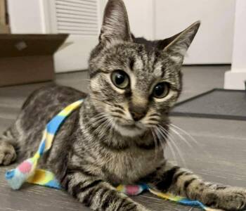 Rescue Domestic Short Hair Cats for Adoption - Despina | PetCurious