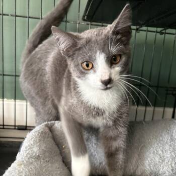 Gus -  Domestic Short Hair Cat for Adoption in Johnstown, Pennsylvania - Gus | PetCurious