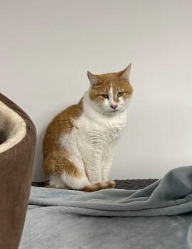 Domestic Short Hair Cats Available for Adoption - Jade (Bonded With Abbey) | PetCurious