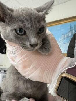 ANDES -  Domestic Short Hair Cat for Adoption in San Antonio, Texas - ANDES | PetCurious