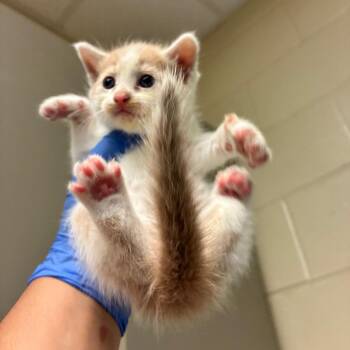 Harvest -  Domestic Short Hair Cat for Adoption in Columbus, Georgia - Harvest | PetCurious