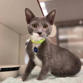 Gary -  Domestic Short Hair Cat for Adoption in Cheyenne, Wyoming - Gary | PetCurious