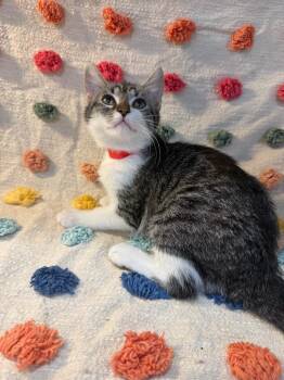 Celeste -  Domestic Short Hair Cat for Adoption in Denham Springs, Louisiana - Celeste | PetCurious