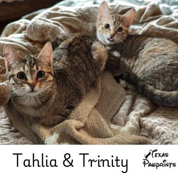 Bonded Pair Tahlia & Trinity -  Domestic Short Hair and Torbie Cat for Adoption in Dallas, Texas - Bonded Pair Tahlia & Trinity | PetCurious