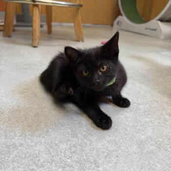 Zeppelin -  Domestic Short Hair Cat for Adoption in Kent, Washington - Zeppelin | PetCurious