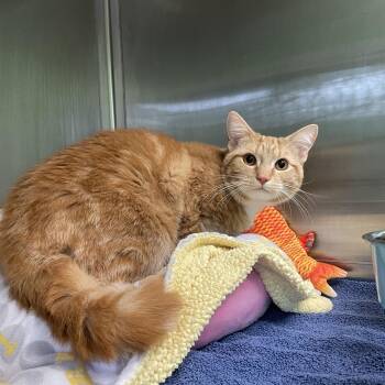 Domestic Short Hair Cats Available for Adoption in Greenbelt, Maryland - Bird | PetCurious