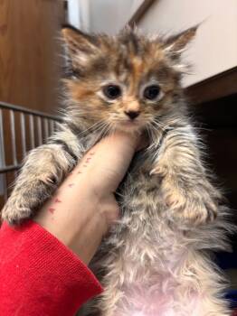 Rescue Domestic Short Hair Cats for Adoption in Lima, Ohio - Heather | PetCurious