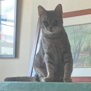 American Shorthair Cats Available for Adoption - Celia | PetCurious