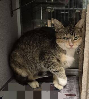 OPAL -  Domestic Short Hair Cat for Adoption in San Antonio, Texas - OPAL | PetCurious