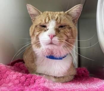 Garfield -  Domestic Short Hair Cat for Adoption in Westland, Michigan - Garfield | PetCurious