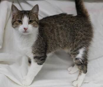 Tabitha -  Domestic Short Hair Cat for Adoption in Thief River Falls, Minnesota - Tabitha | PetCurious