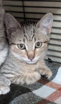 Bernardino -  Domestic Short Hair Cat for Adoption in Missoula, Montana - Bernardino | PetCurious