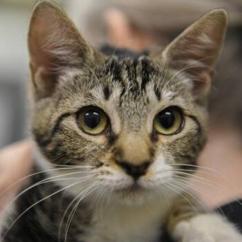 Hermione (red collar) -  Domestic Short Hair Cat for Adoption in Redwood City, California - Hermione (red Collar) | PetCurious