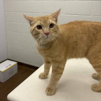 Domestic Short Hair Cats Available for Adoption in Beaumont, Texas - Bocephus | PetCurious