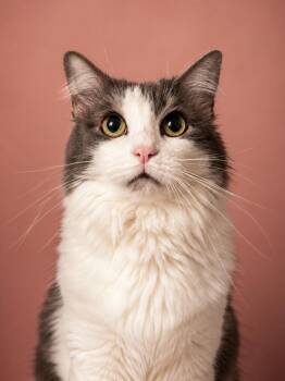 Ravenwood -  Domestic Medium Hair Cat for Adoption in San Juan Capistrano, California - Ravenwood | PetCurious