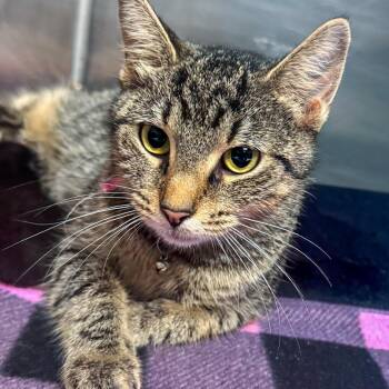 Mia Bella -  Domestic Short Hair Cat for Adoption in Falls Church, Virginia - Mia Bella | PetCurious