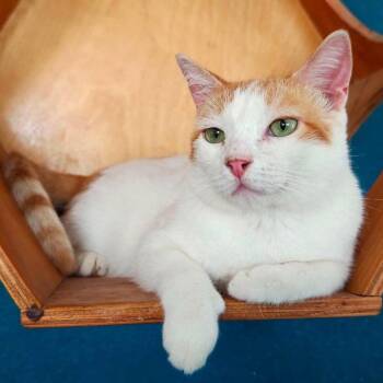 Palmito -  Domestic Short Hair Cat for Adoption in Bend, Oregon - Palmito | PetCurious