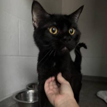 Reed -  Domestic Short Hair Cat for Adoption in Des Moines, Iowa - Reed | PetCurious