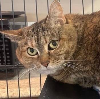 Domestic Short Hair Cats Available for Adoption - W2 LADY | PetCurious