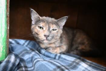 Rescue Domestic Short Hair Cats for Adoption in Rome, Georgia - Nosey | PetCurious